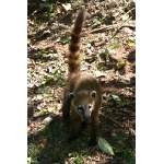 South American Coati. Photo by Rick Taylor. Copyright Borderland Tours. All rights reserved.