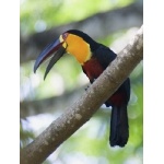 Red-breasted Toucan. Photo by Dave Semler. All rights reserved.