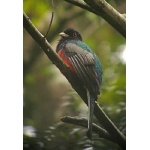 Surucua Trogon. Photo by Rick Taylor. Copyright Borderland Tours. All rights reserved.