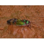 Bejeweled Cicada. Photo by Rick Taylor. Copyright Borderland Tours. All rights reserved.