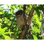 Brown Fish-Owl. Photo by Rick Taylor. Copyright Borderland Tours. All rights reserved.