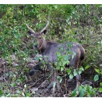 Sambar Stag. Photo by Rick Taylor. Copyright Borderland Tours. All rights reserved.