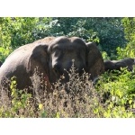 Asian Elephant, Corbett NP. Photo by Rick Taylor. Copyright Borderland Tours. All rights reserved.