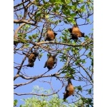Indian Flying Foxes. Photo by Rick Taylor. Copyright Borderland Tours. All rights reserved.