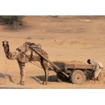 Camel Wagon. Photo by Rick Taylor. Copyright Borderland Tours. All rights reserved.