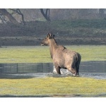 Nilgai Bull. Photo by Rick Taylor. Copyright Borderland Tours. All rights reserved.