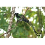 Black-billed Streamertail. Photo by Rick Taylor. Copyright Borderland Tours. All rights reserved.