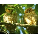 Jamaican Owls, fledging on left, parent on right. Photo by Rick Taylor. Copyright Borderland Tours. All rights reserved.