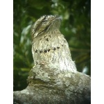 Northern Potoo on nest. Photo by Rick Taylor. Copyright Borderland Tours. All rights reserved.