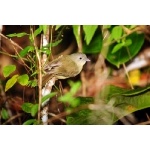 Blue Mountain Vireo. Photo by Allan Sander. All rights reserved.