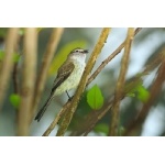 Jamaican Elaenia. Photo by Allan Sander. All rights reserved. 