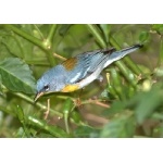 Northern Parula. Photo by Allan Sander. All rights reserved.