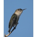 Vervain Hummingbird. Photo by Jean Halford. All rights reserved.