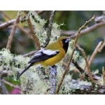 Jamaican Oriole. Photo by Ken Allen. All rights reserved. 