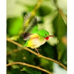 Jamaican Tody taking-off. Photo by Allan Sander. All rights reserved.