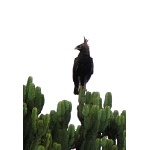 Long-crested Eagle. Photo by Rick Taylor. Copyright Borderland Tours. All rights reserved.