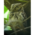African Scops-Owl. Photo by Rick Taylor. Copyright Borderland Tours. All rights reserved.