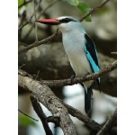 Woodland Kingfisher. Photo by Rick Taylor. Copyright Borderland Tours. All rights reserved.