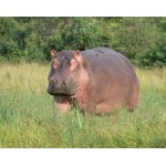 Hippopotamus. Photo by Rick Taylor. Copyright Borderland Tours. All rights reserved.