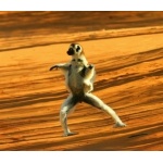 Dancing Sifaka. Photo by Adam Riley. All rights reserved.