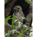 White-browed Owl. Photo by Marsha Steffen and Dave Semler. All rights reserved.
