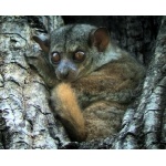 Small-toothed Sportive Lemur. Photo by Rick Taylor. Copyright Borderland Tours. All rights reserved.