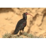 Northern Bald Ibis. Photo by Adam Riley. All rights reserved.