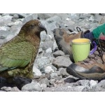 Kea Begging Lunch. Photo by David Semler & Marsha Steffen. All rights reserved.