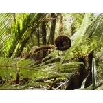 Kaiora tree fern fiddlehead. Photo by David Semler & Marsha Steffen. All rights reserved.