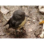 South Island Robin. Photo by David Semler & Marsha Steffen. All rights reserved.
