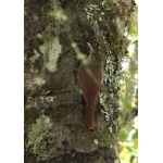 Spot-crowned Woodcreeper. Photo by Paul Cozza. All rights reserved.