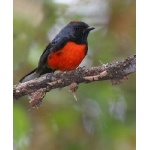 Slate-throated Redstart. Photo by Ed Harper. All rights reserved.