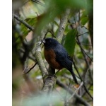 Cinnamon-bellied Flowerpiercer. Photo by Rick Taylor. Copyright Borderland Tours. All rights reserved.