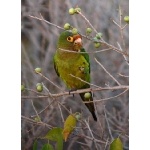 Orange-fronted Parakeet. Photo by Rick Taylor. Copyright Borderland Tours. All rights reserved.