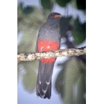 Slaty-tailed Trogon. Photo by Barry Ulman. All rights reserved.