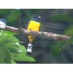Black-throated Trogon. Photo by Barry Ulman. All rights reserved.