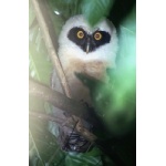 Fledgling Spectacled Owl. Photo by Barry Ulman. All rights reserved.