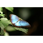 Blue Morpho. Photo by Barry Ulman. All rights reserved.