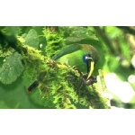 Blue-throated Toucanet. Photo by Barry Ulman. All rights reserved.
