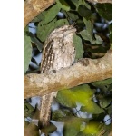 Papuan Frogmouth. Photo by Dave Semler. All rights reserved.