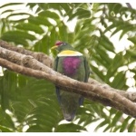White-bibbed Fruit-Dove. Photo by Dave Semler. All rights reserved.