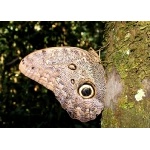 Almond-eyed Owl-Butterfly. Photo by Joe and Marcia Pugh. All rights reserved.