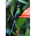 Long-tailed Sylph at Hotel Pueblo, Aguas Calientes. Photo by Joe and Marcia Pugh. All rights reserved.