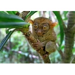 Philippine Tarsier. Photo by David Shackelford. All rights reserved