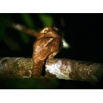 Javan Frogmouth. Photo by David Shackelford. All rights reserved