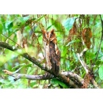 Giant Scops-Owl. Photo by David Shackelford. All rights reserved