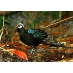 Palawan Peacock-Pheasant. Photo by David Shackelford. All rights reserved