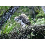 Philippine Eagle. Photo by David Shackelford. All rights reserved