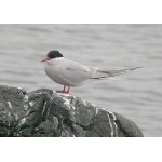 Arctic Tern. Photo by Richard Fray. All rights reserved.