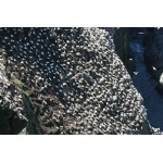 Northern Gannet colony. Photo by Rob Fray. All rights reserved.